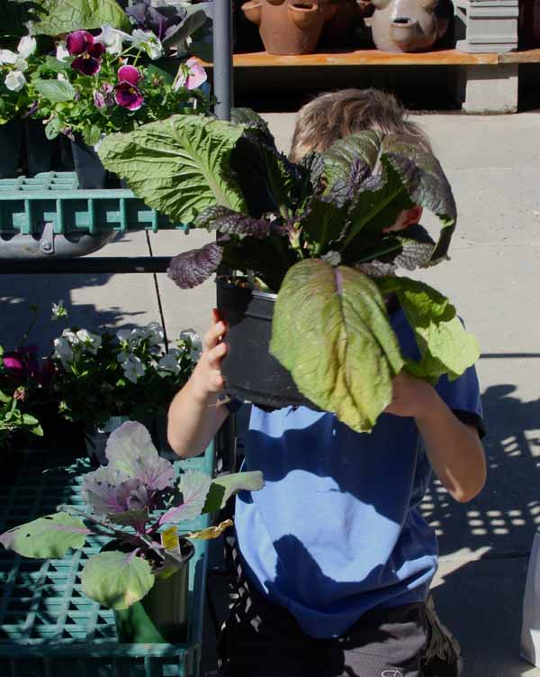  Little helpers with fall annuals 