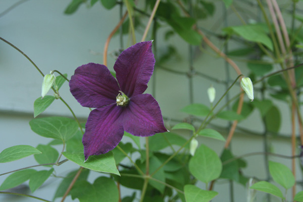  Clematis fully open 