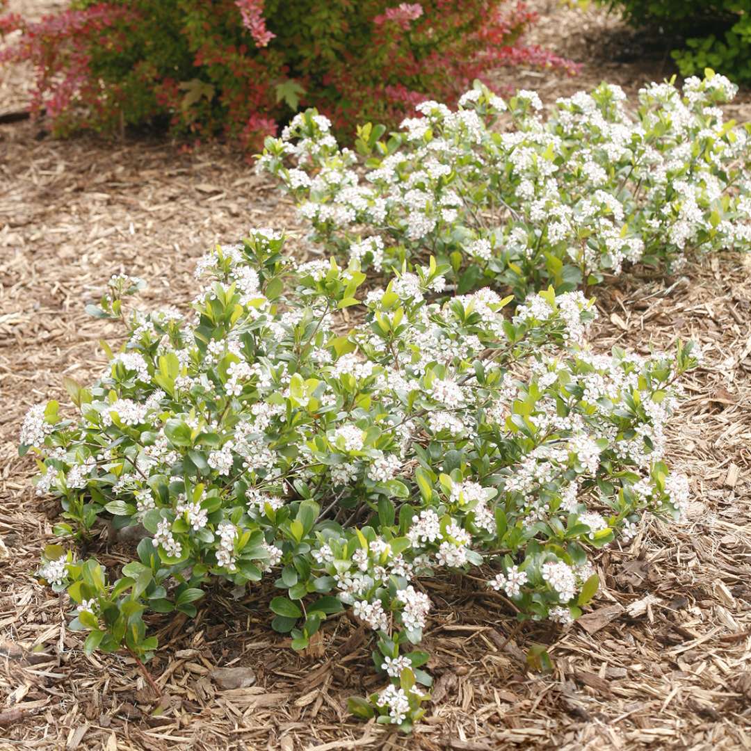  image of aronia Low Scape Mound from Spring Meadow Nursery 