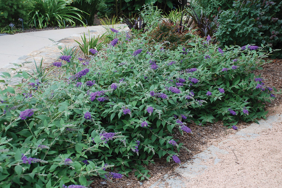  Lo and Behold Blue Chip Jr. butterfly bush from State by State Gardening 