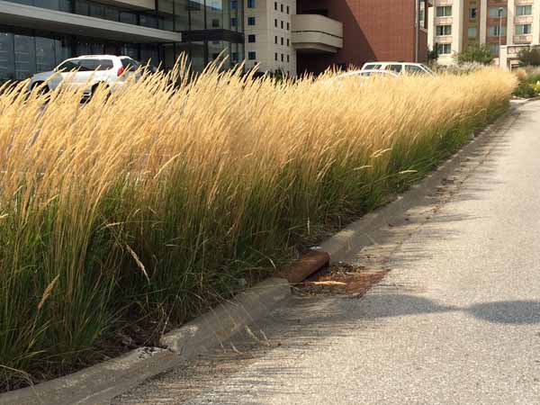  long row grasses other side 