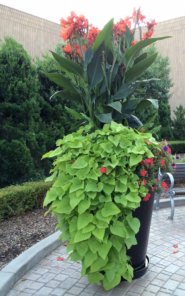  Really big container planting 