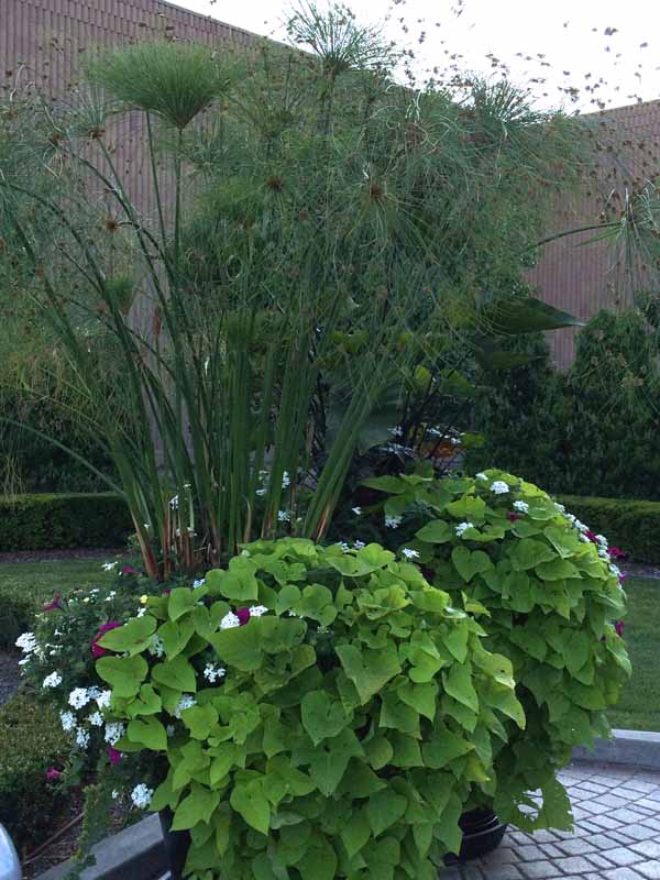  Large container planting 