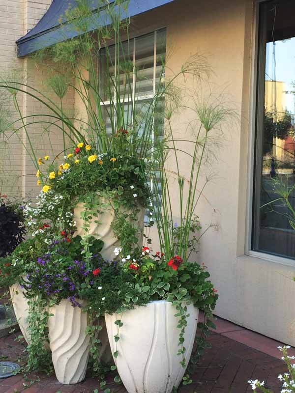 Big container planting 
