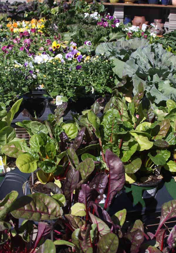  So many fall annual choices for fall container gardens! 