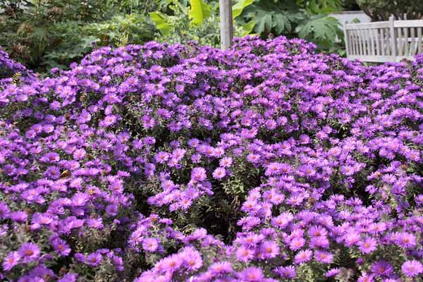  New England aster in the fall garden 