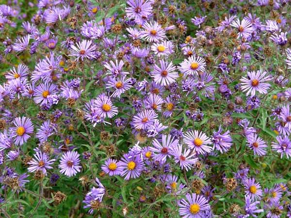  New England aster in the fall garden 