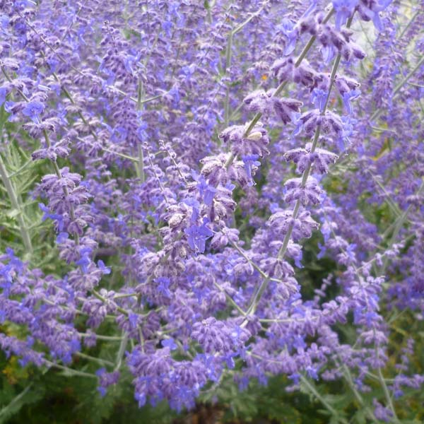  Russian Sage in the fall garden 