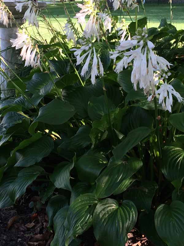  Hosta white blooms 