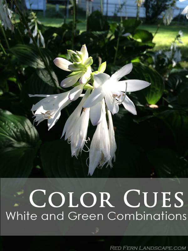  Title Page Green White Hosta bloom 