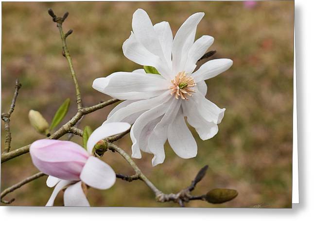 magnolia-stellata-trees-ornamental-flowers-red-fern-landscape-design