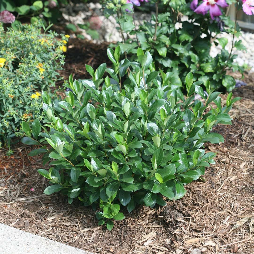  Low Scape Mound aronia from Spring Meadow Nursery 